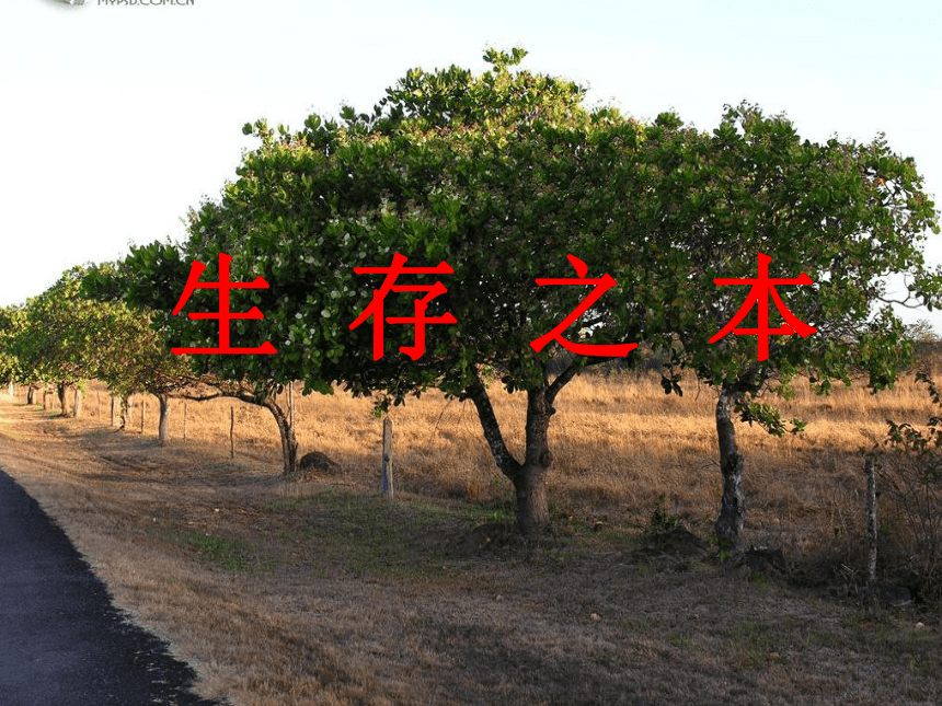 通用版七年级综合实践活动 生存之本 课件（23ppt）