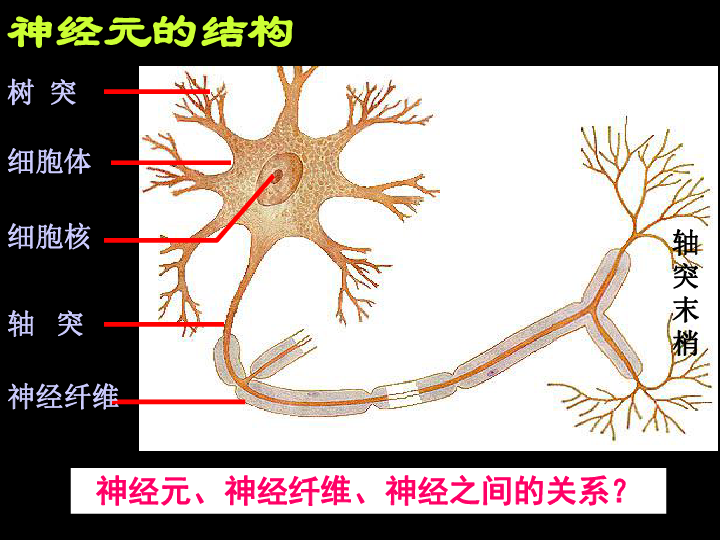 一根神经的构成结构图图片
