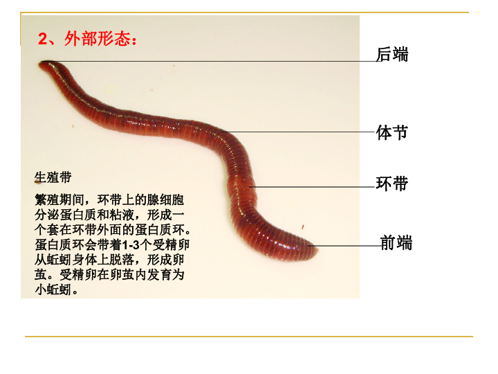 12线形动物和环节动物课件(16ppt)