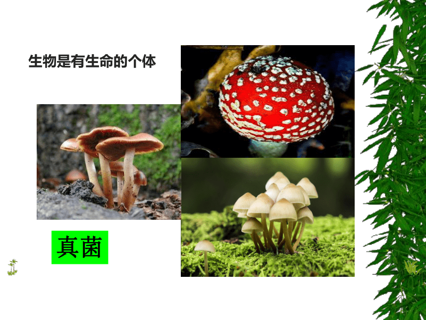 开学第一课-致同学们  课件(共39张PPT)  2021-2022学年人教版七年级上册生物（39张PPT）