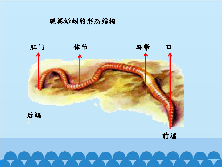 蚯蚓头和尾巴的区分图图片
