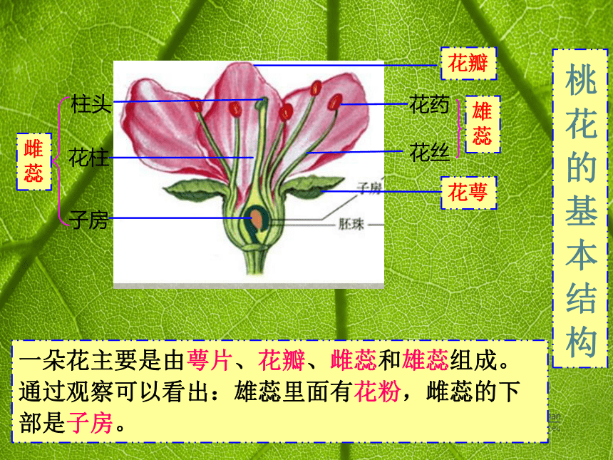 海棠树知识图片
