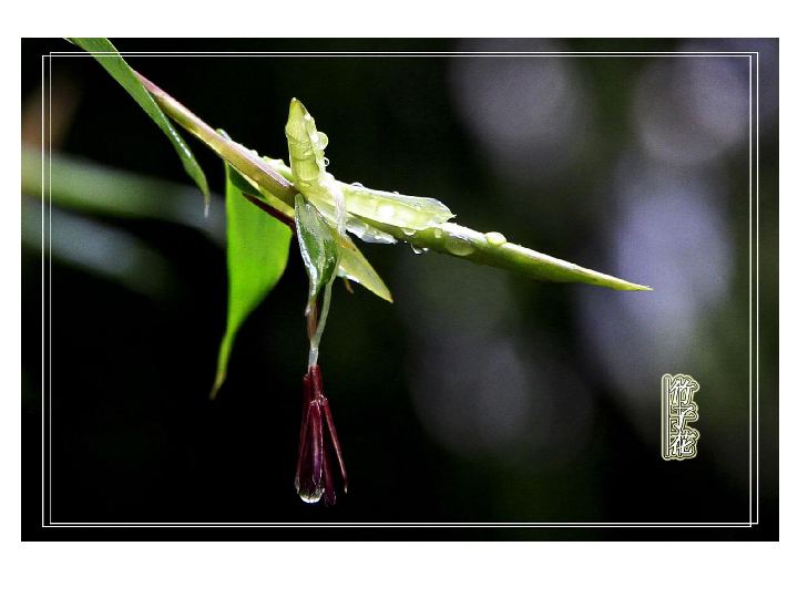 4.3多种多样的植物 课件（25张PPT）