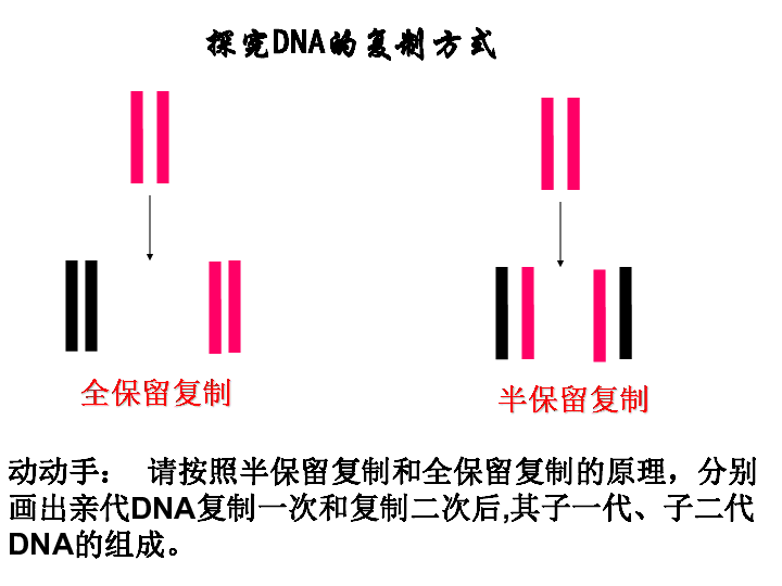 人教版高中生物 必修2 第3章 3 DNA的复制（共18张PPT）