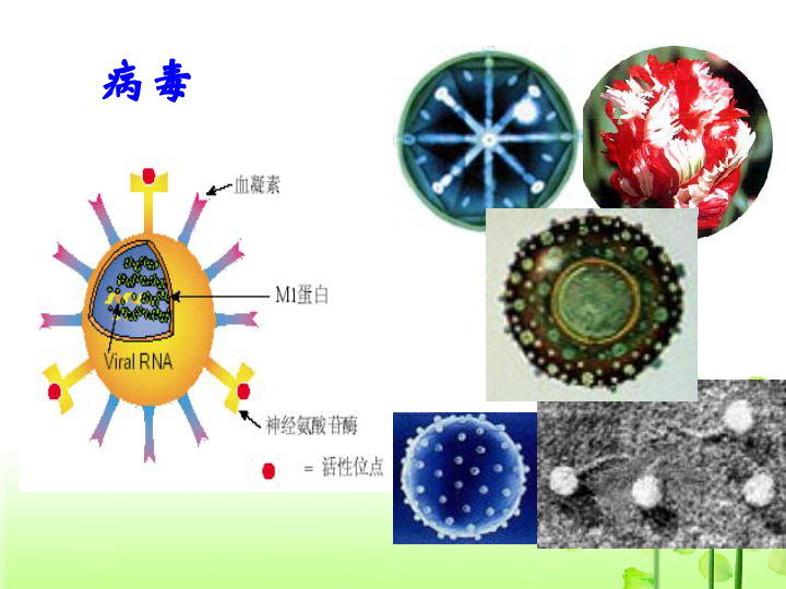 人教版高中生物选修1课件：专题2　微生物的培养与应用（选修一）