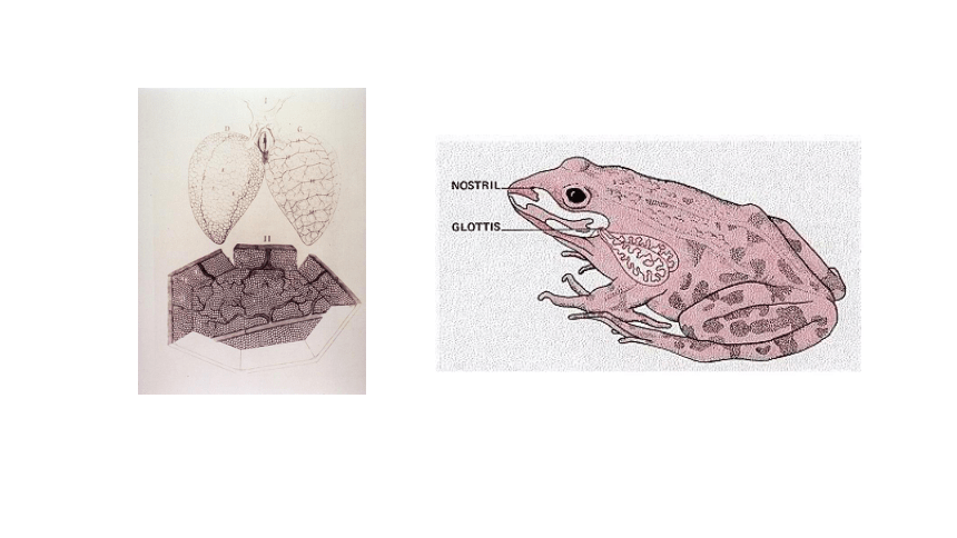 青蛙的肺结构图图片