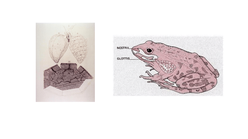 两栖类动物的运动器官图片