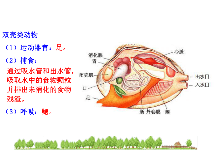 生物课件：人教新课标八年级上第五单元 第一章 第三节 软体动物和节肢动物（共25张PPT）