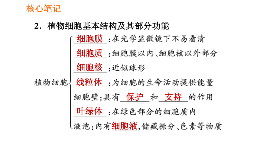 人教版七年级上册生物习题课件第二单元2122植物细胞的基本结构31张