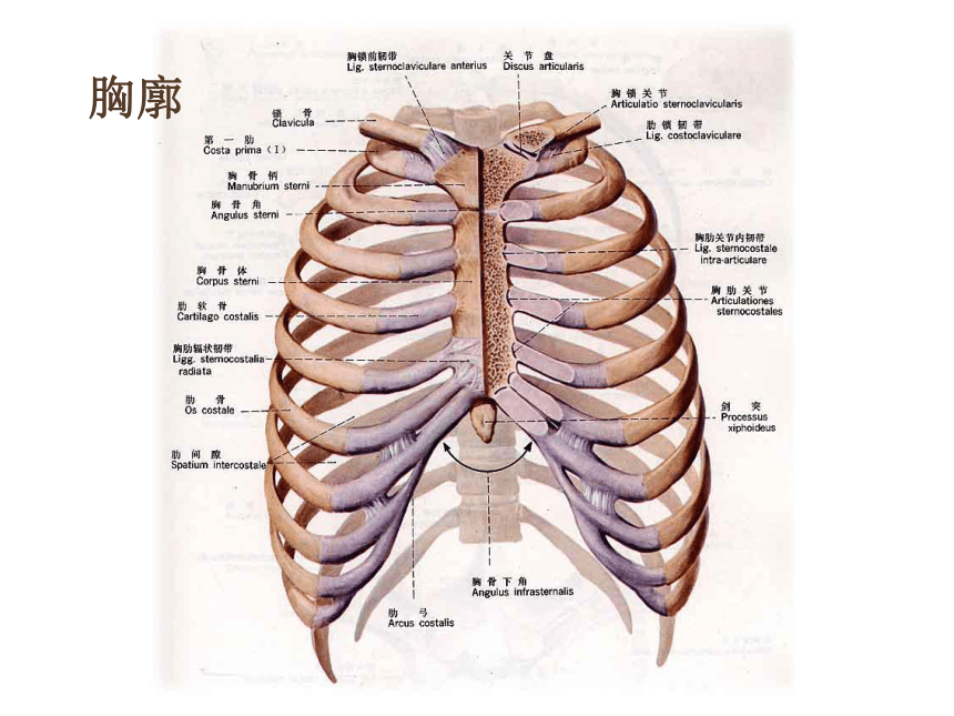 肺和肋骨的位置关系图片