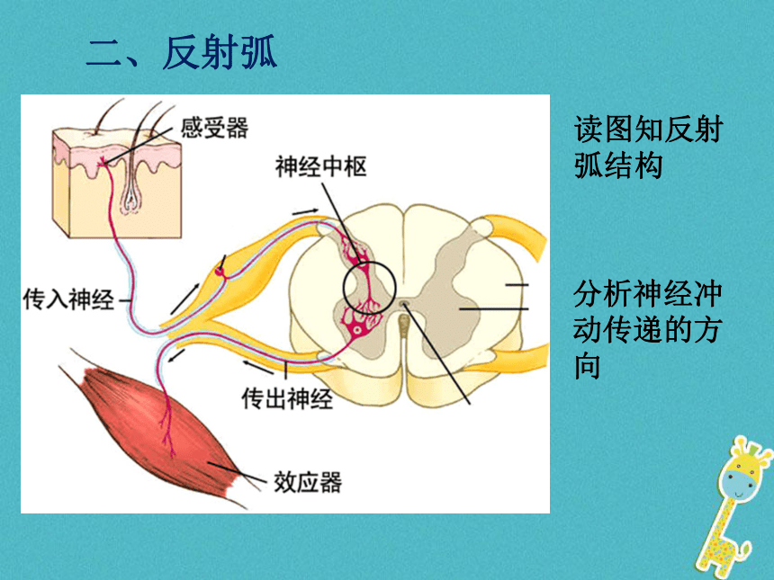 3.5.3《神经调节的基本方式》课件（新版）济南版 17张PPT