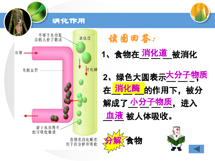 苏教版七下生物 9.2人体的消化与吸收 课件 (37张PPT)