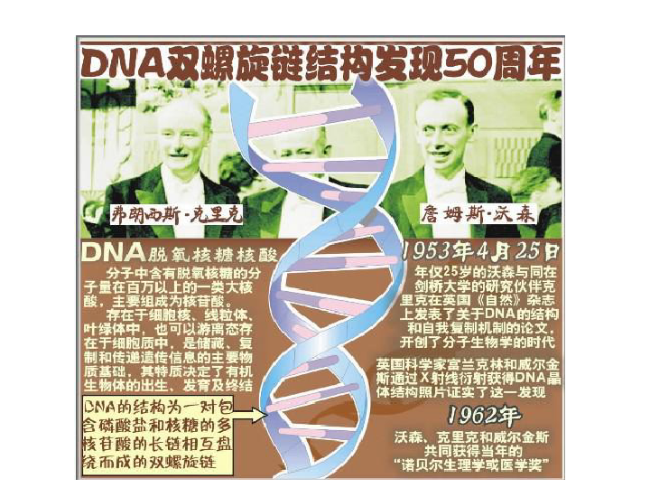 2018-2019学年高中生物人教版必修二课件：第3章 第2节 DNA分子的结构