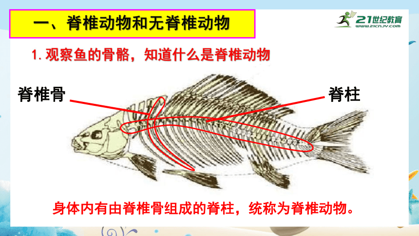 人教版八年级生物上册514鱼课件共13张ppt