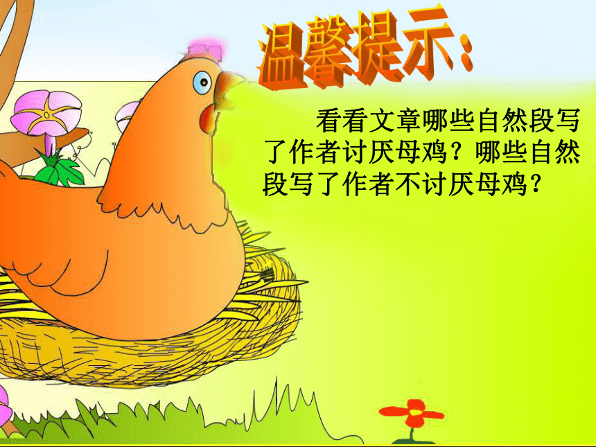 母鸡课件