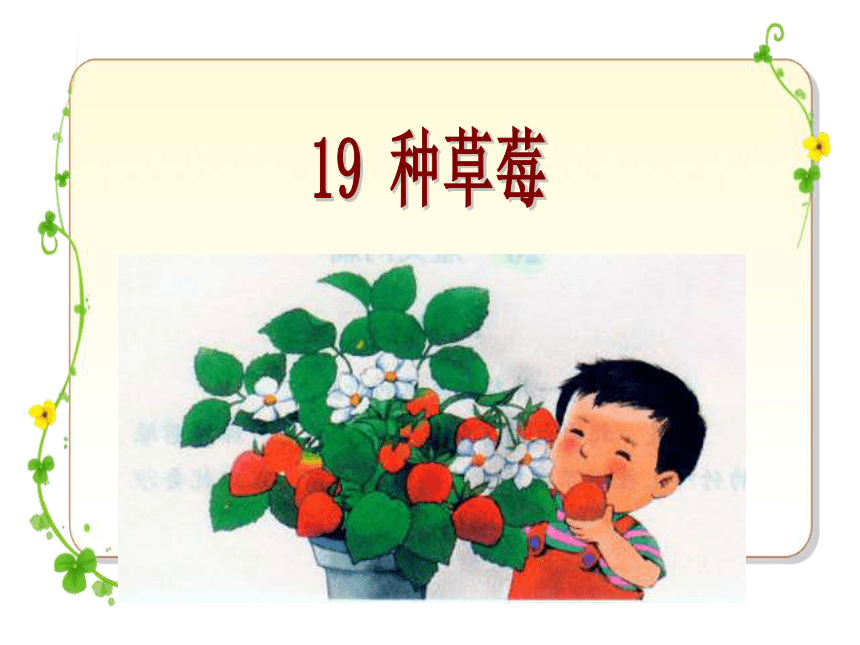19种草莓课件