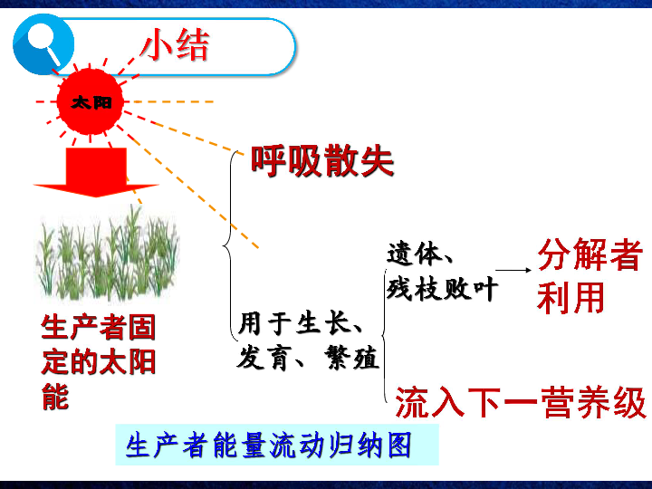 人教版高中生物必修三课件：5.2生态系统的能量流动 共26张PPT