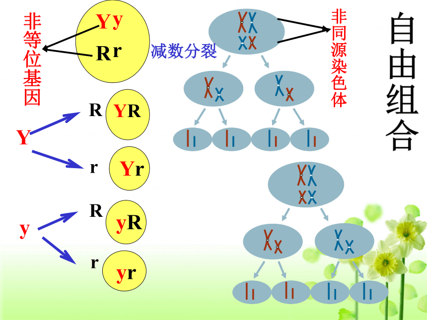 浙科版必修2第二章第二节遗传的染色体学说（共28张PPT）