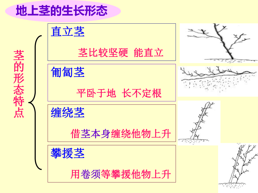 科学四年级上青岛版3.12植物的茎课件（26张)