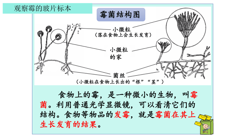 22觀察微生物課件27張ppt