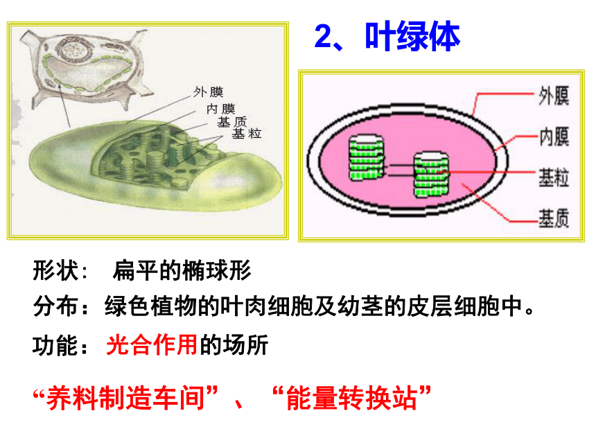 必修一第三章 第二节细胞器——系统内的分工合作