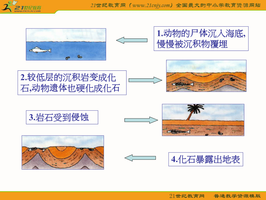 四年级语文下册课件 化石吟1（语文a版）