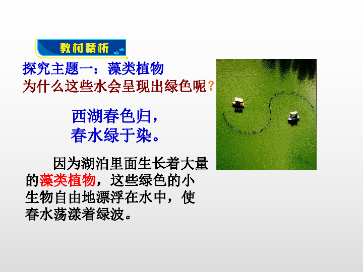 人教版七年级生物上册第3单元 第1章第一节 藻类、苔藓和蕨类植物课件(共27张PPT)