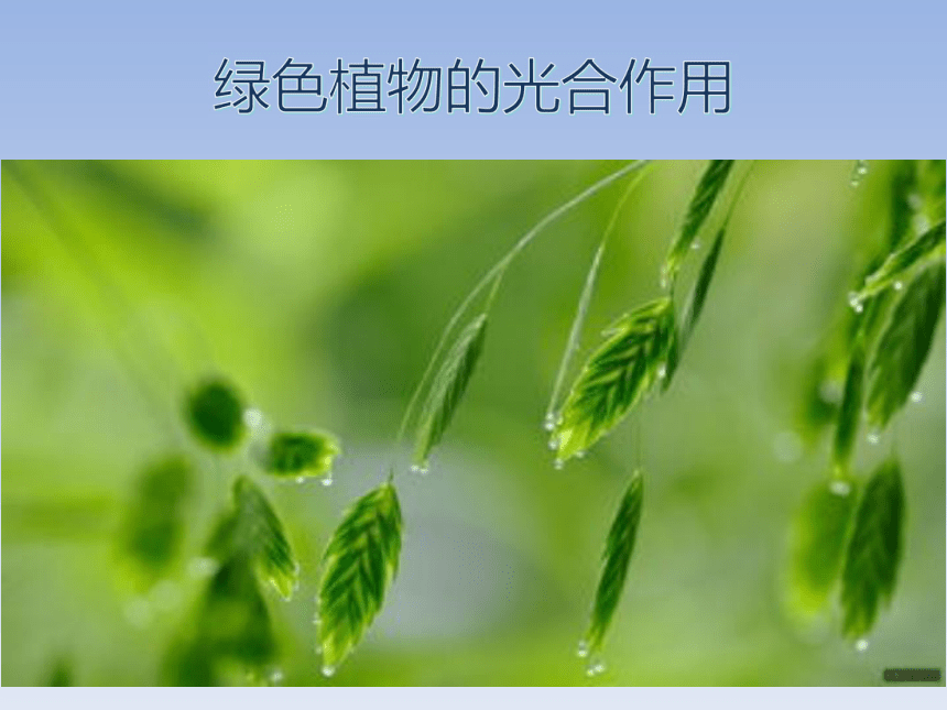 2018届中考生物复习课件：绿色植物的光合作用和呼吸作用(共33张PPT)