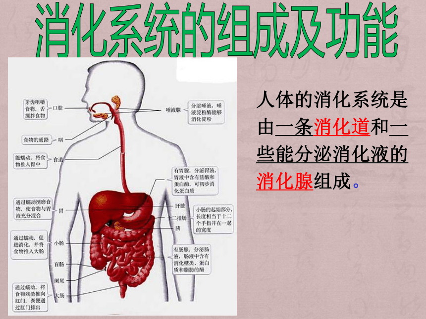 2017浙江中考试题研究科学-生物 名师ppt食物的消化和吸收
