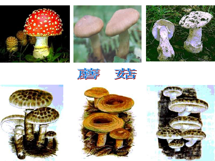 人教版八年级上册生物  5.4.3 真菌 课件 (21张PPT)