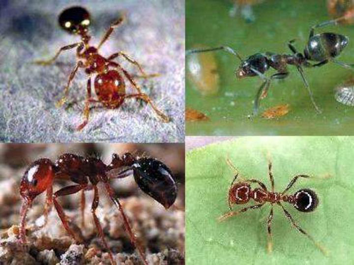 三年级上册科学 2.5蚂蚁课件教科版(共18张PPT)