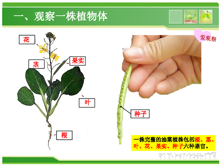 第1节植物体的组成课件31张ppt