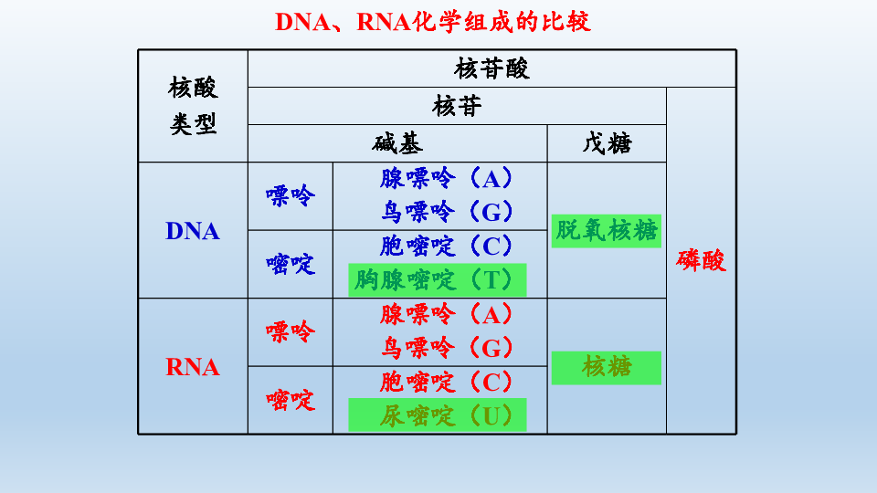 浙科版（2019）生物必修2：3.2 遗传信息编码在DNA分子上  课件（共25张PPT）
