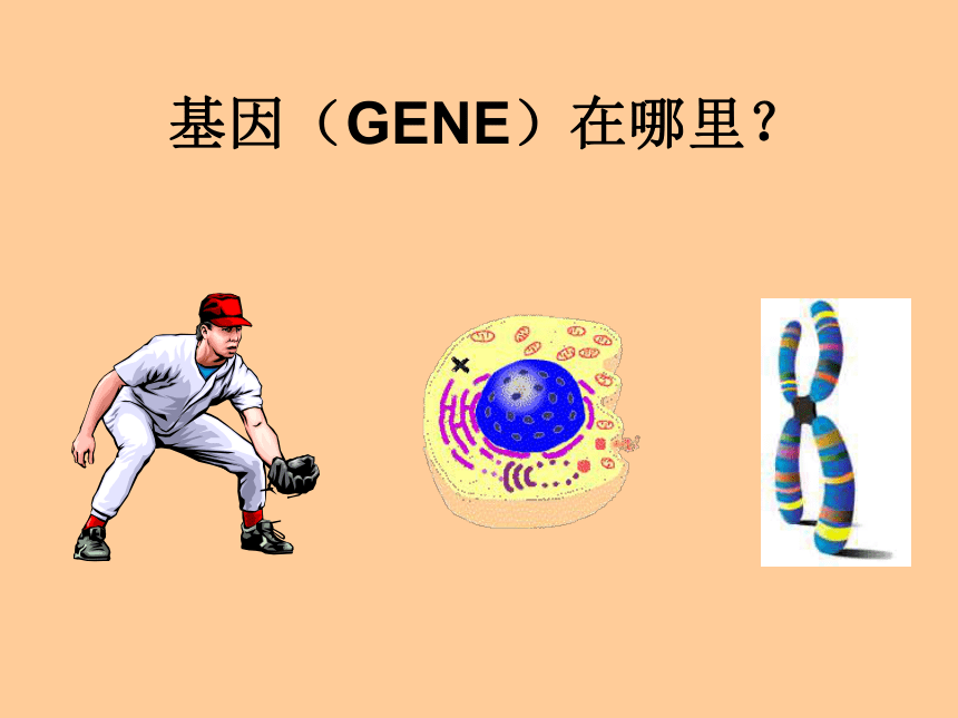 河北省望都县第三中学八年级生物下册教学课件：基因在亲子代间的传递（共21张PPT）