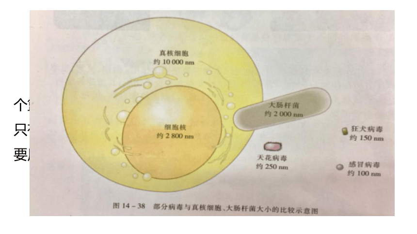 14.3神奇的微生物----病毒 课件(共31张PPT)