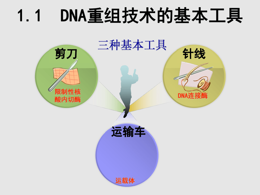 人教版高中生物选修3专题1第1节DNA重组技术的基本工具(共44张PPT)