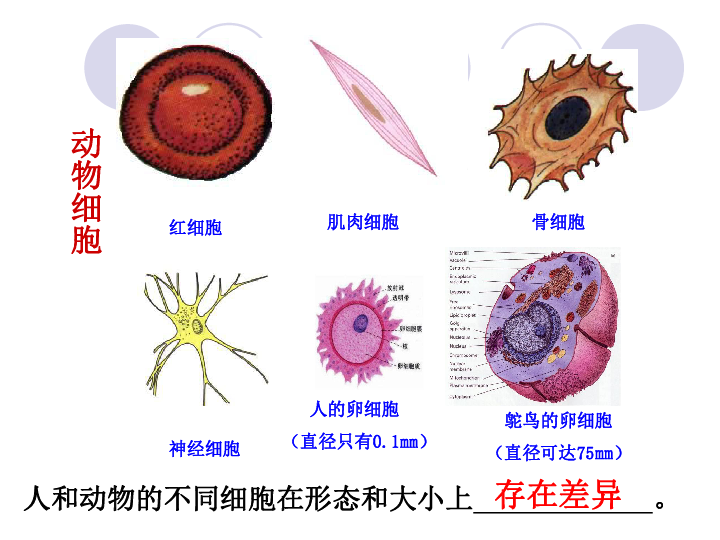 人和动物细胞的结构和功能课件共22张ppt