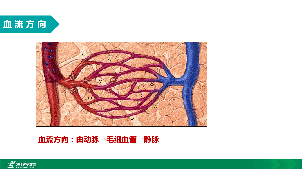 2020年春人教七下生物第四章第二节毛细血管教学课件