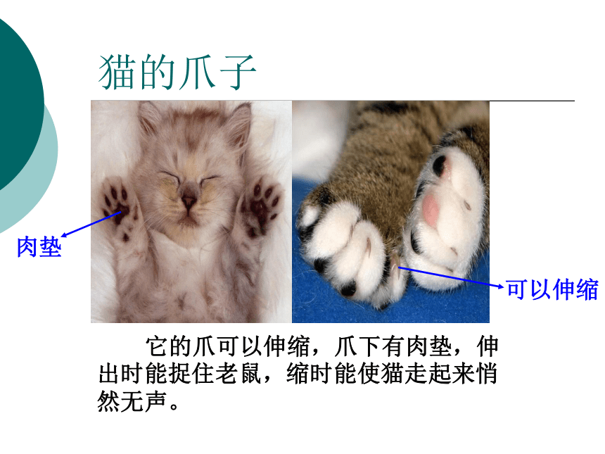科学三年级下青岛版4.3猫和兔课件1