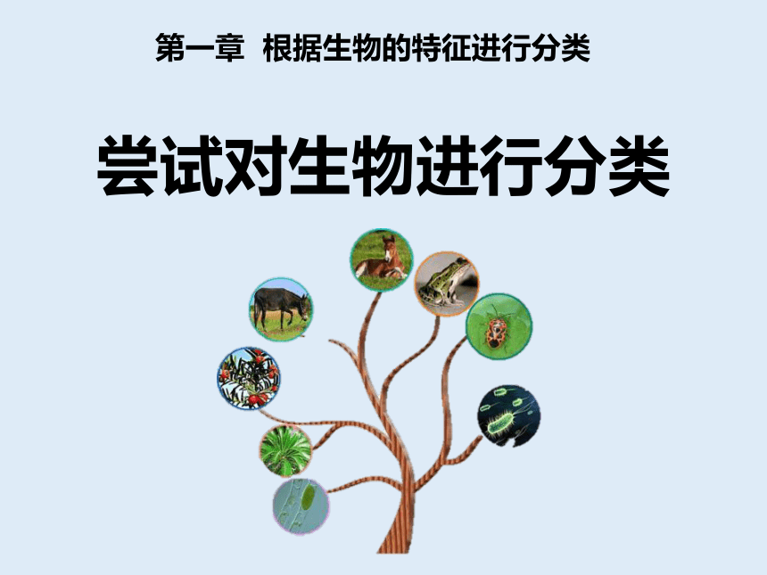 人教版八年级生物 上册第六单元 第一章 第一节 尝试对生态进行分类 课件（共42张PPT）