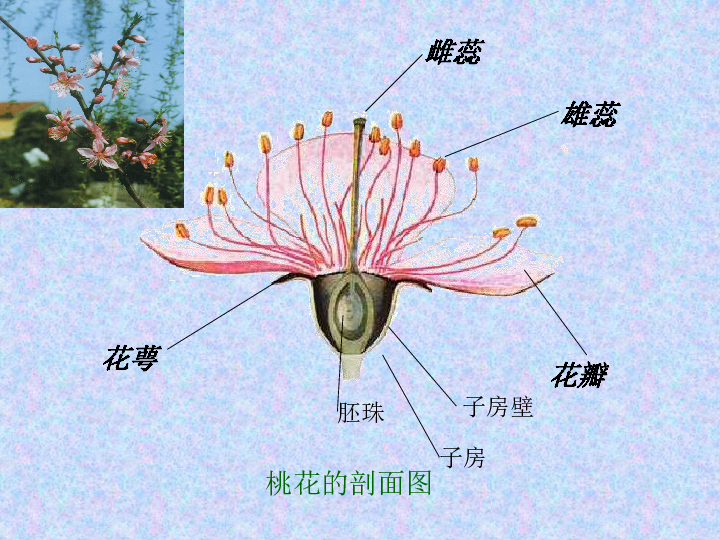 凤仙花六大器官结构图图片
