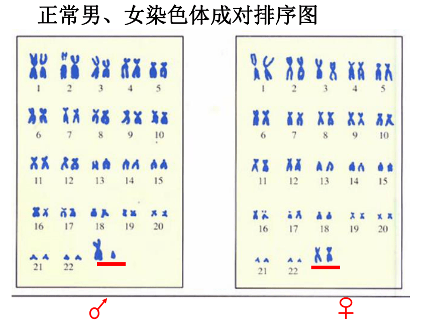 减数分裂中的染色体行为