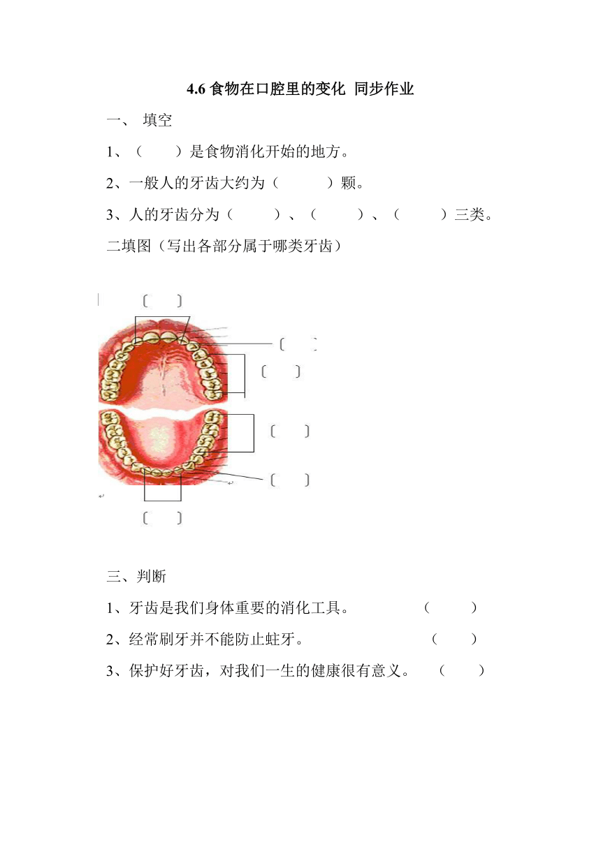 4.6食物在口腔里的变化 同步作业