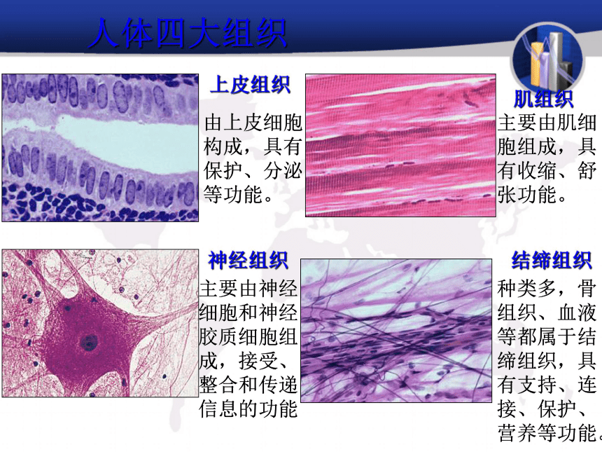 人体的结构层次