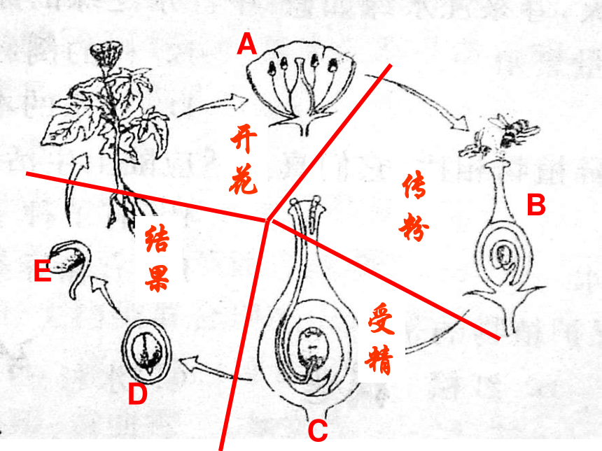 七单元 生物圈中生命的延续和发展（第一部分：1-2章） 复习课课件 (共69张PPT)