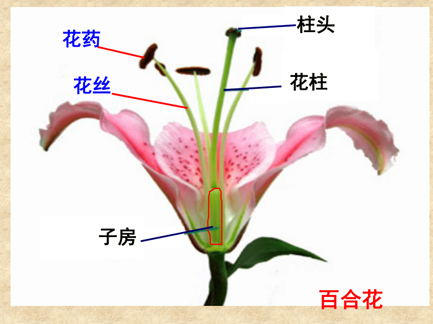 《花、果实和种子》课件