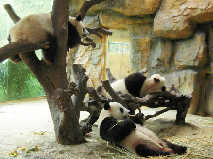 河大版信息技术六下第4课《大熊猫的舒适家园—插入图片》课件（17张幻灯片）