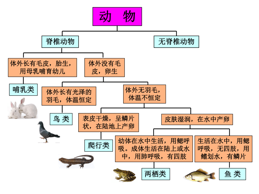 2.4 常见的动物（2）检索+无脊椎动物（课件 21张ppt）