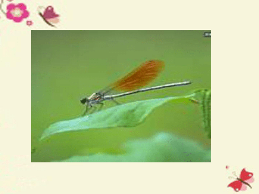 《放飞蜻蜓》课件7