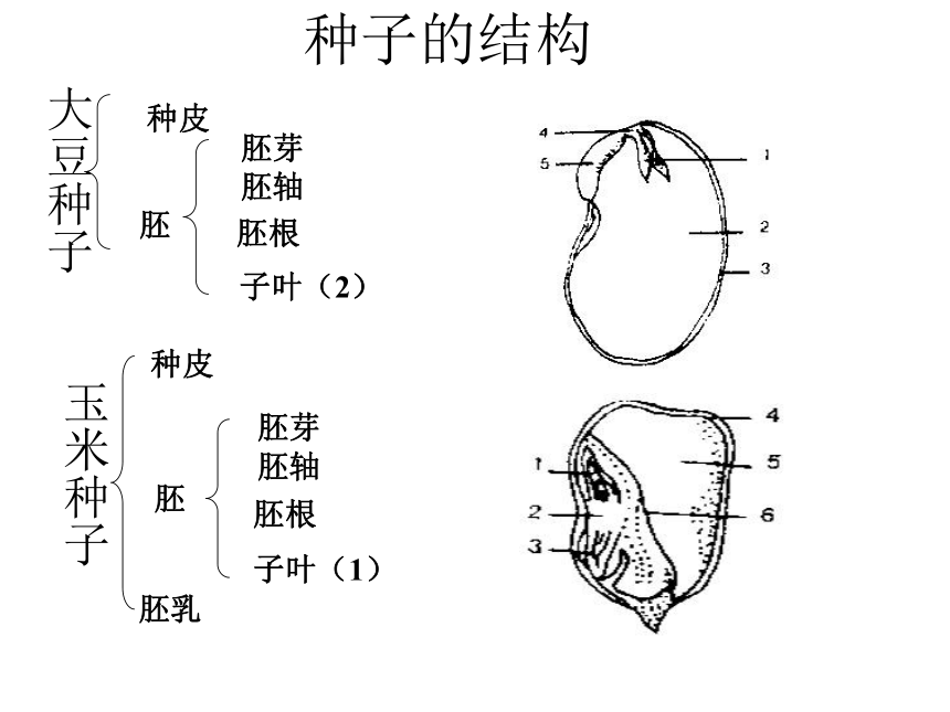 被子植物种子结构图片